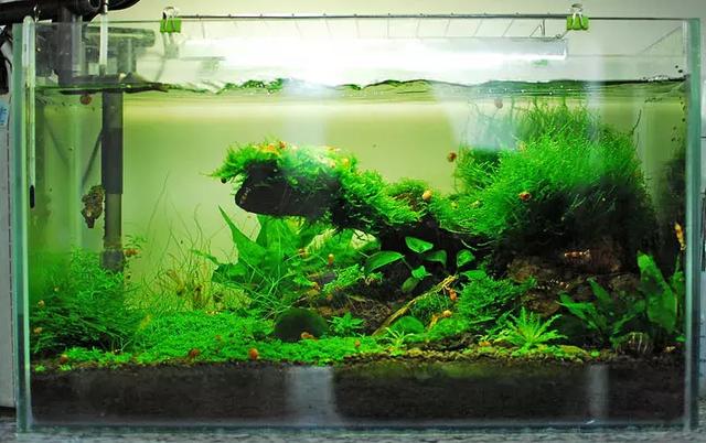 家居水景丨天然迷你矮虾缸造景教程(附水草种植方法)