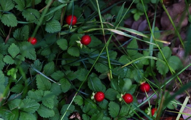 对,其实它就叫蛇莓,别名有近百个:蛇泡草,鼻血果果,野草莓,地莓