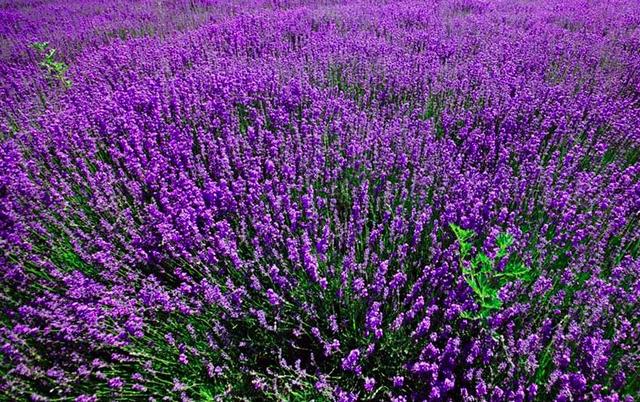 广州的这个地方,竟藏着一大片薰衣草