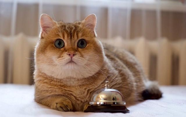 一只来自俄罗斯的网红大脸橘猫,怎么能长得这么可爱