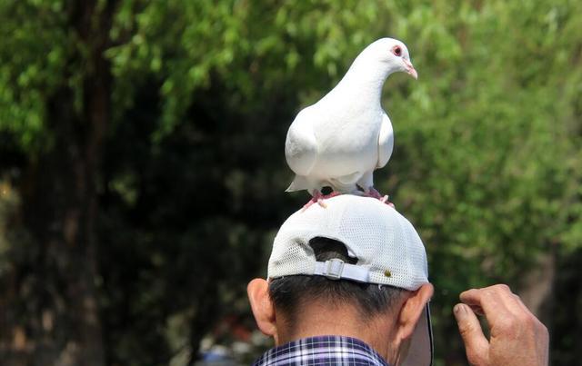 人鸟合一 65岁大叔与鸽子形影不离 出门扛在肩上顶在头上