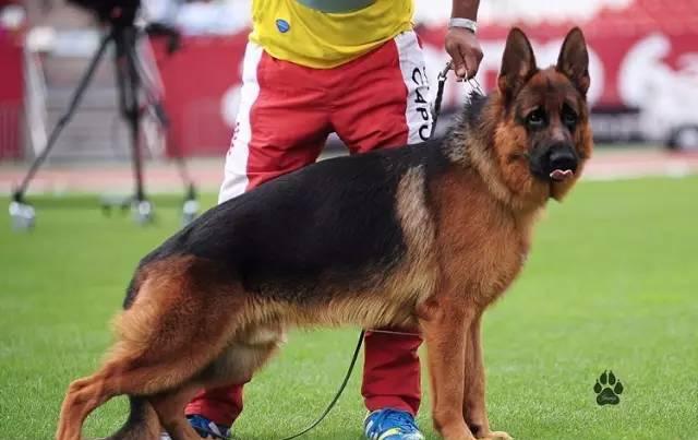 德牧名犬杜克斯孙子luther