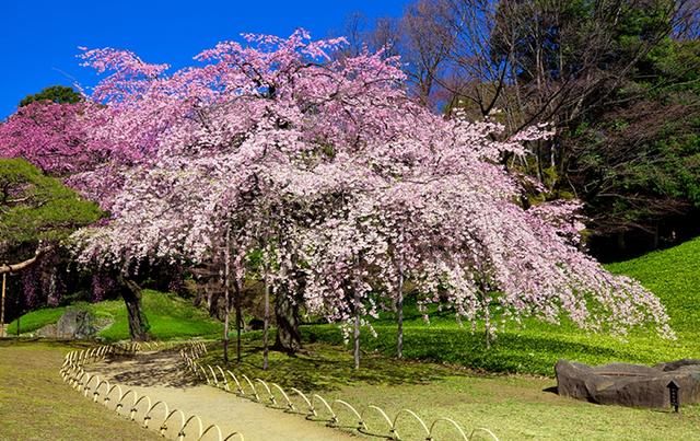 最新精选15个赏樱胜地,从经典的樱花名胜到私房赏樱景点!