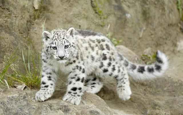 雪豹,被认为是世间最美丽的猫科动物,它们有玉白色的皮毛,全身布满