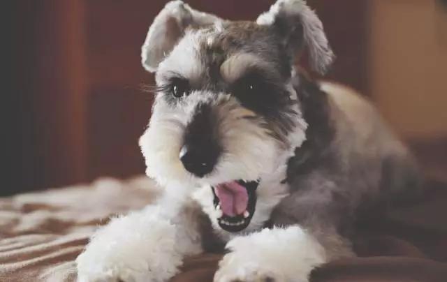 可爱小老头狗狗-雪纳瑞