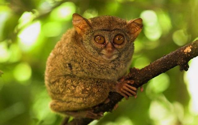 这些眼镜猴是菲律宾国宝,多生活在菲律宾南部,是濒危保护动物.