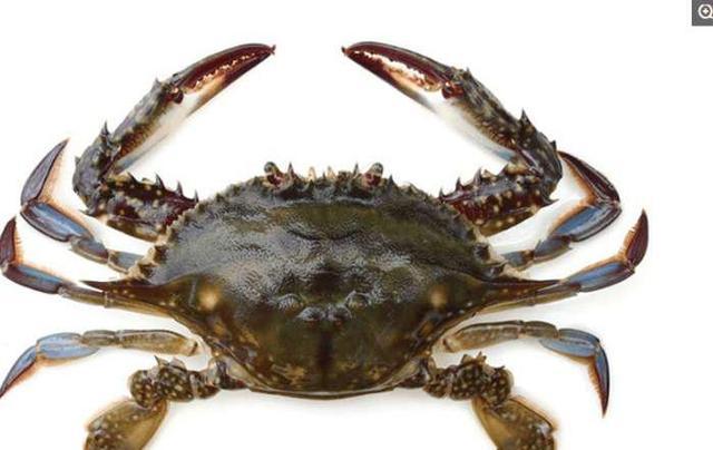 三疣梭子蟹,蓝色的螃蟹,螃蟹,叫海螃蟹,分布在日本,韩国,马来西亚