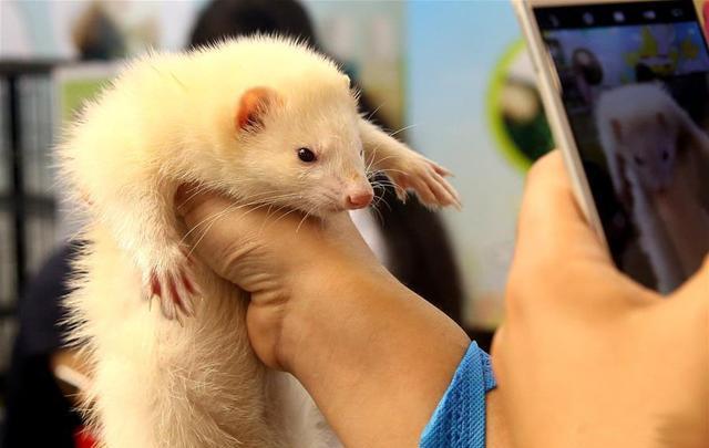 狗狗|环节|汗腺_新浪新闻