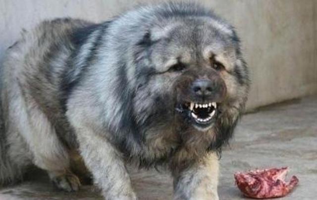高加索犬的性格很凶猛,所以各位家长要近早对高加索牧羊犬进行社会化