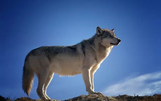 蒙古草原青年放弃教师职业成为一位养狼人年收入破百万终成狼王