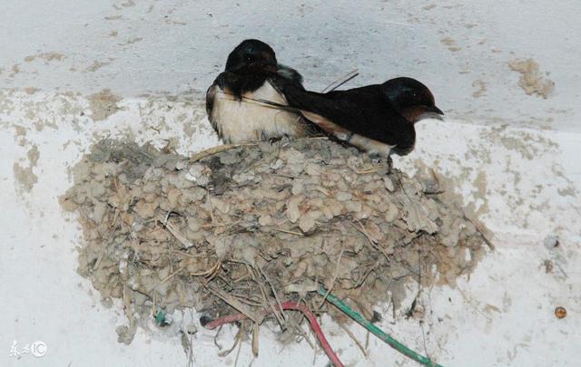 燕子的窝为什么形状不一样呢有的壶形有的半圆形