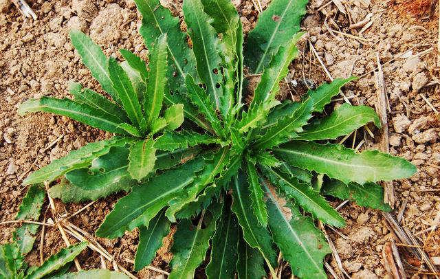 春天这几种鲜美的野菜一定不要错过野菜海鲜粥太好喝了