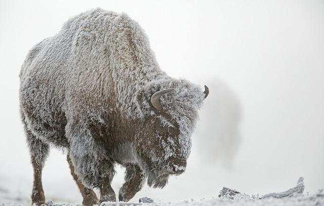 美国国兽牛魔王, 经历大屠杀后又开始泛滥, 政府允许人人捕杀