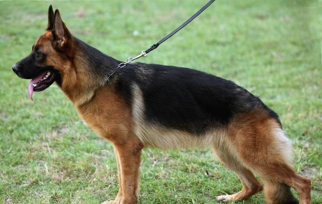 黑背和德牧的区别有哪些?