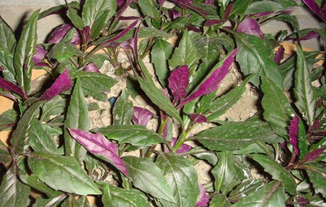 红背菜的植株叶面呈绿色,略带紫色,背面紫红色,属宿根常绿草本植物,它