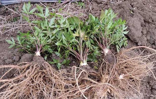 经常吃当归,身体会收到这几件好事,对女性还有特殊的功效!