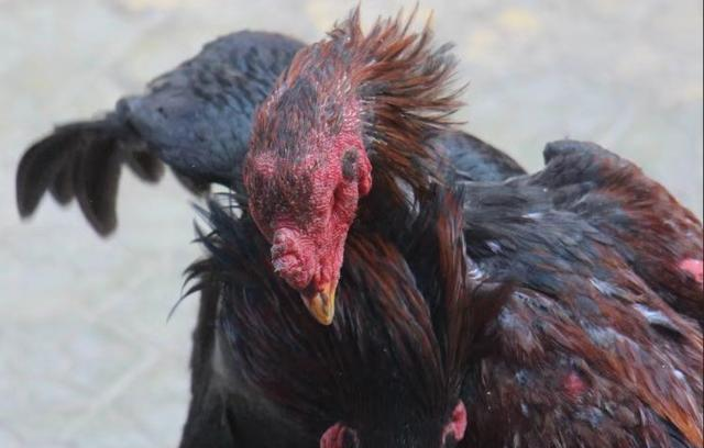 见证巴扎文化: 亲历喀什热闹奇特的斗鸡的巴扎