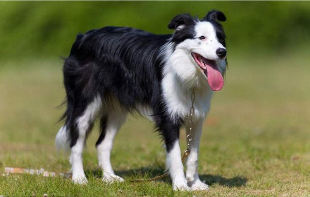 边牧的缺点就是过于聪明,大家都知道,即便是军犬也必须服从命令和听