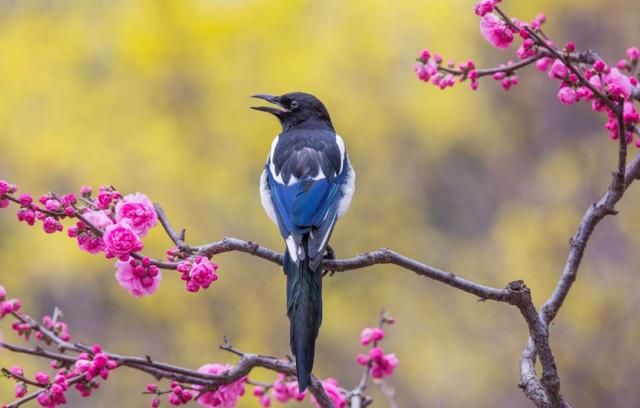算命老奶奶:3月起,喜鹊给这生肖登门报喜,升职加薪,事事如意