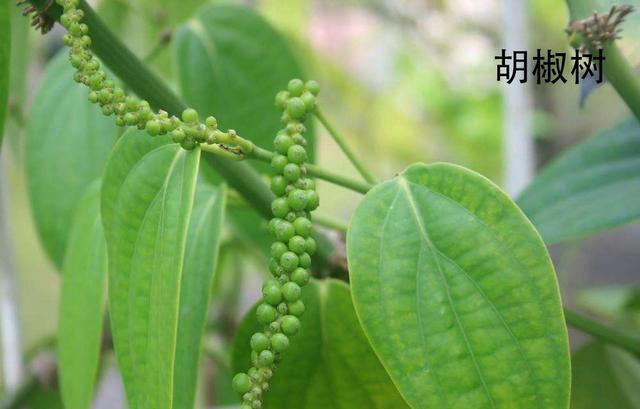 转变世界历史的胡椒,你真的熟悉它吗?
