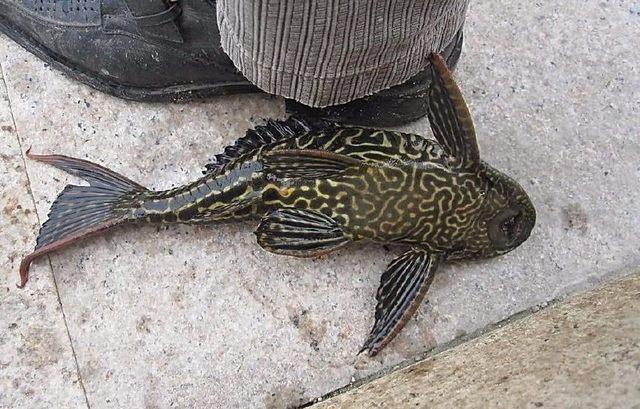 清道夫鱼,原产南美巴西委内瑞拉,全身黑漆漆的,属甲鲶科的鱼类,体长最