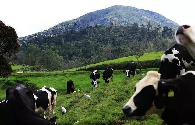 斯里兰卡有个小伦敦 还有个新西兰牧场