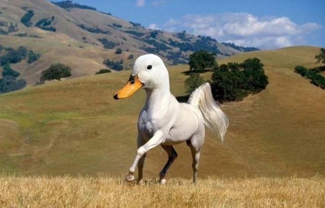 让人难以置信的动物杂交幻想图