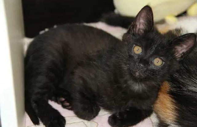 黑夜里朋友以为捡到的是普通肥猫,却不知这肥猫还带着娃