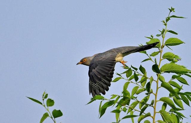 杜鹃鸟和蜀国国主杜宇的关系为何杜鹃又叫子规