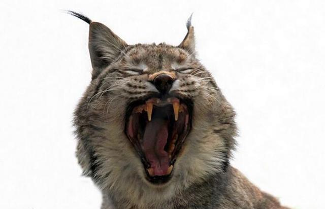 猞猁猎杀小鹿,还露出藐视众生一笑的警告!