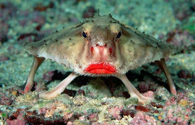 世界上长相超级奇葩的10种动物哪个最奇葩见过3个算你厉害