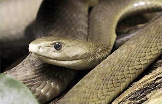 自然传奇致命毒蛇图片