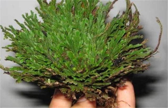 石头缝里蹦出的九死还魂草