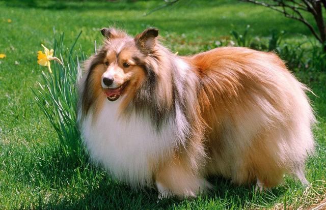 狗,有一种来自中国,雪橇三傻有二傻上榜|雪橇|雪橇犬|萨摩耶_新浪新闻