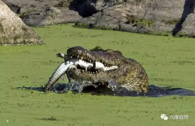 大鳄鱼无情吞食小鳄鱼,不知道会否流着鳄鱼的