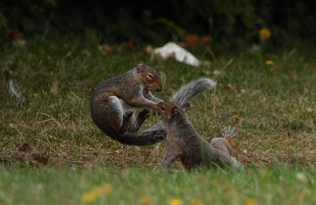 松鼠在后院玩疯,摄影师躲屋内偷拍双鼠格斗