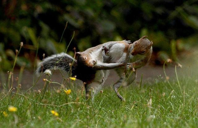 松鼠在后院玩疯,摄影师躲屋内偷拍双鼠格斗