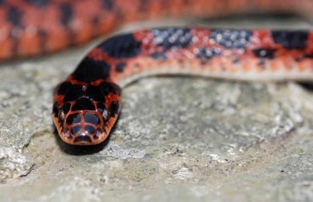 全身散发腐鱼腥臭味到底是有毒还是无毒的蛇赤练蛇