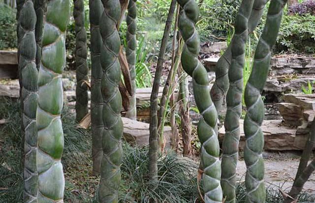 龙鳞竹的各种名字,大多都来源于它整体外形.