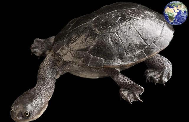 一种脖子比身体还长的龟,因过度捕杀只能与别的龟交配繁衍|长颈龟