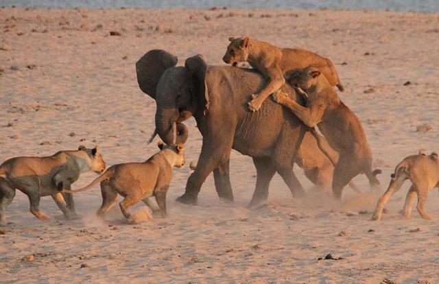狮子捕猎大象,前面两只明显奔鼻子去的那么这跟"癞母猪专赶金毛狮子"