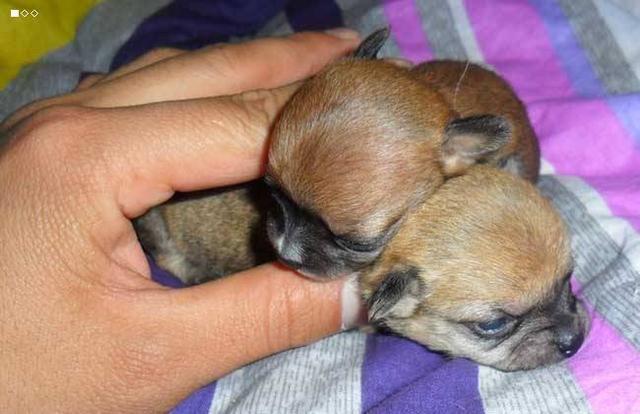 只有巴掌大的狗狗你见过吗又软又萌