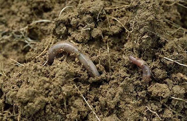 蚯蚓粪|养花|锯末_新浪新闻