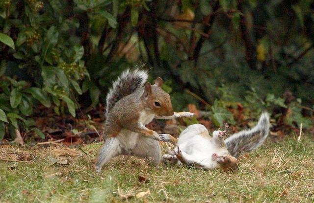 松鼠在后院玩疯,摄影师躲屋内偷拍双鼠格斗