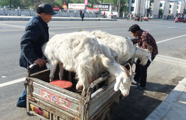 冬日街头现挤羊奶现卖,看着让人心酸