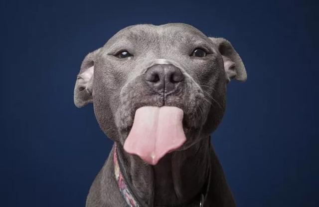 狗头表情 吐舌头图片