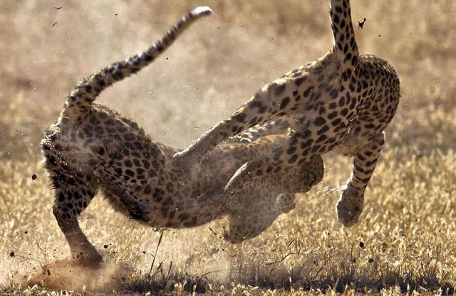 雌性金钱豹为争夺领地大打出手