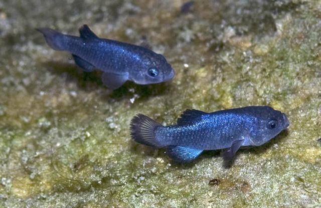 魔鬼洞鳉(devils hole pupfish),或称魔鳉,是一种生活在美国莫哈韦