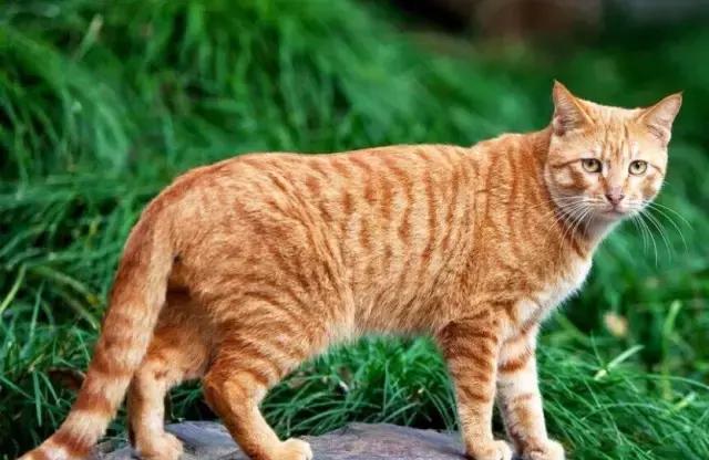 三花猫的优缺点 三花猫的颜色哪种配更好看