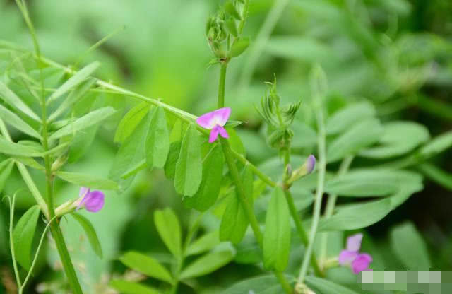 野菜|野豌豆|薺菜_新浪新聞